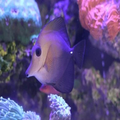 category